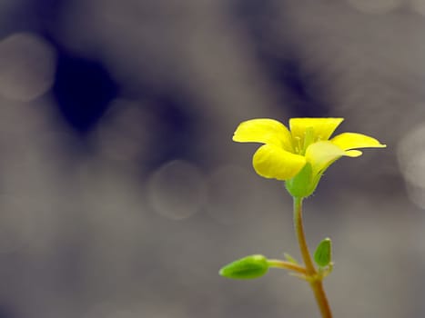 Creeping woodsorrel , Oxalis corniculat