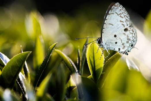 Tea leaf in the garden with butterfly