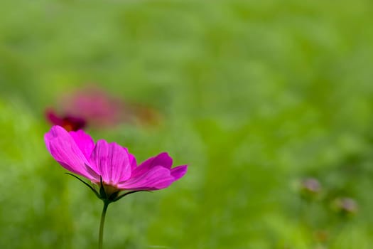 Chrysanthemum with nice background