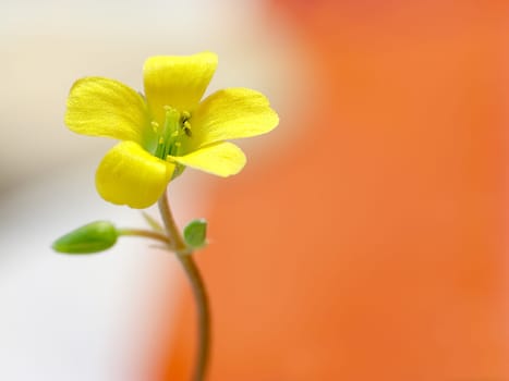 Creeping woodsorrel , Oxalis corniculat