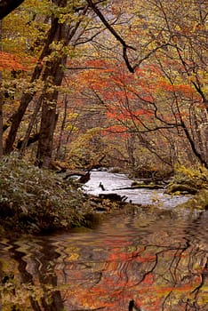 Fall of Oirase, Japan