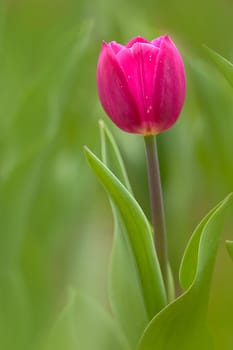 Tulip for background use