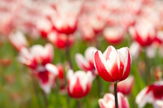 Tulip for background use
