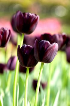 Tulip for background use