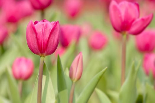 Tulip for background use