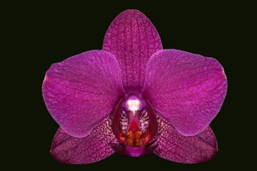 Orchid