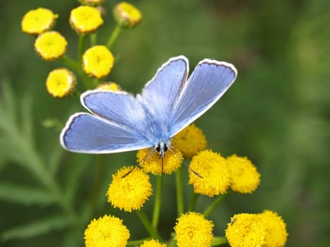 Common blue