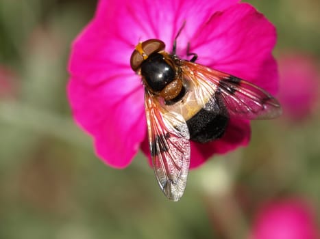 Hoverfly