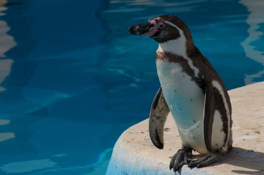 Humboldt penguin