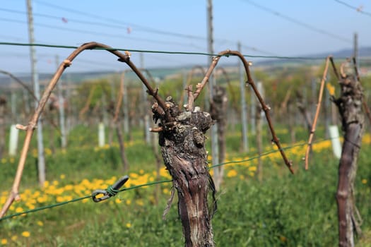 Vine Detail