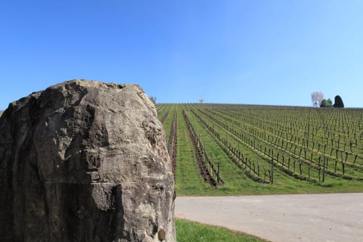 Vineyard with rocks in the foreground