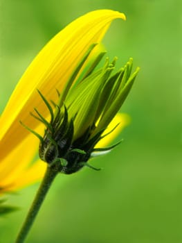 Jerusalem artichoke