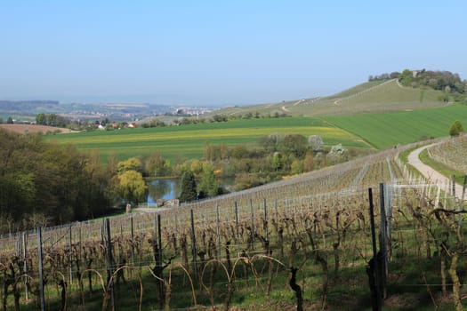 Vineyard