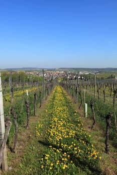 Vineyard
