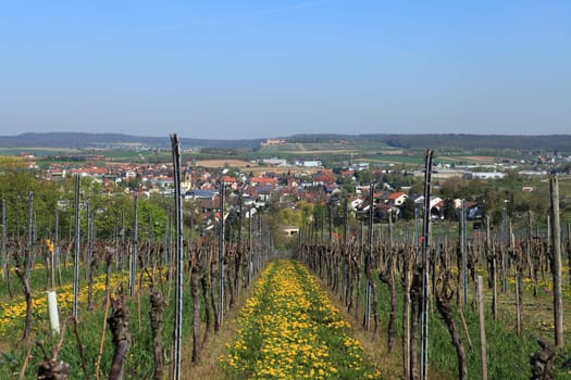 Vineyard
