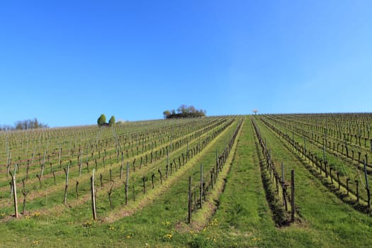 Vineyard