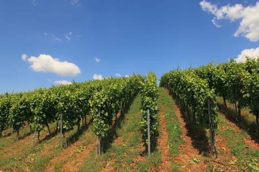 Weinberg - Vineyard