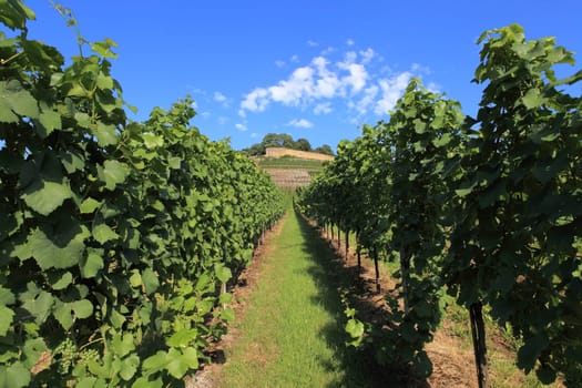 Vineyard