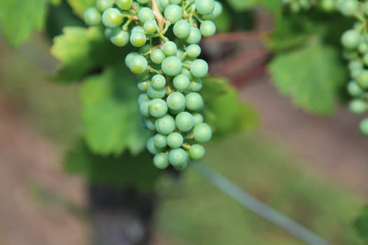 Young wine on the vine