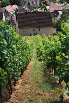 Vineyard