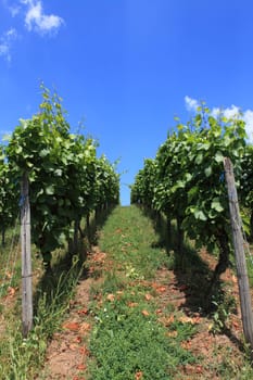 Vineyard