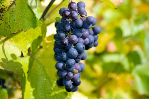 Grapes ripe for harvest