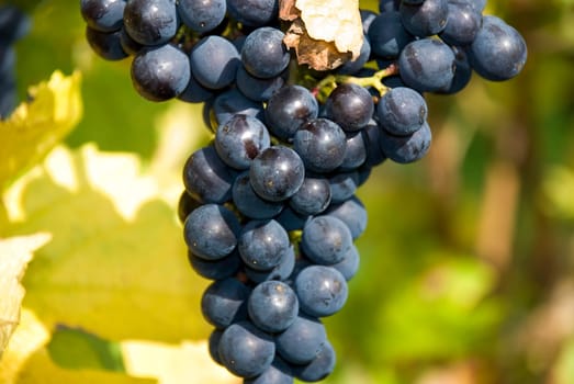 Grapes ripe for harvest
