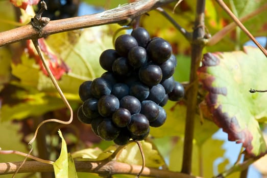 Grapes ripe for harvest