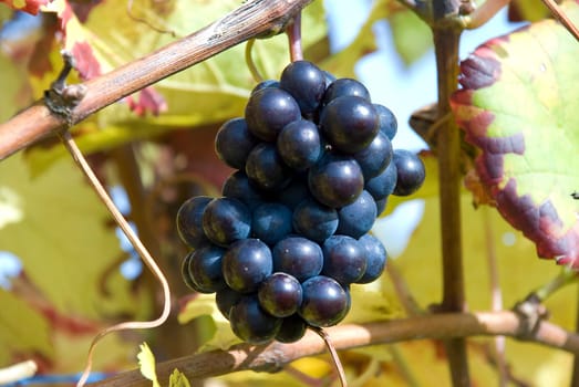 Grapes ripe for harvest
