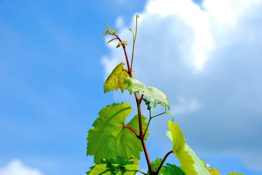Young vine sprout