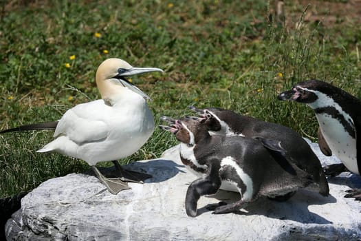Penguin Attack