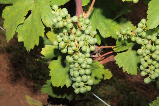 Young wine on the vine