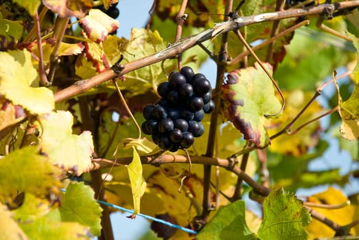 Grapes ripe for harvest