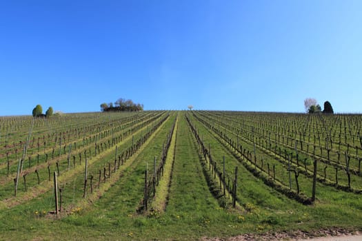 Vineyard