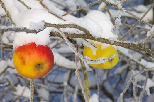 Apples in winter