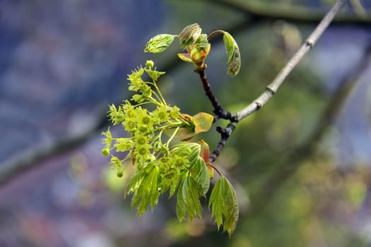 Acer platanoides (Pointed Maple)