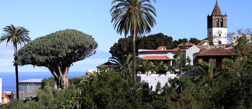 1000-year-old dragon tree