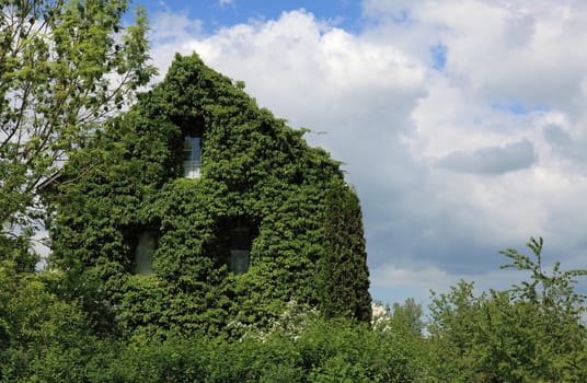 Old house overgrown with ivy