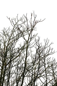deciduous trees