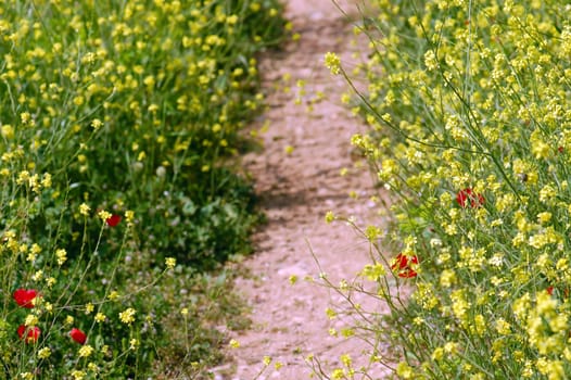 spring flowers