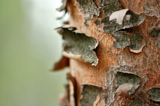 tree trunk macro