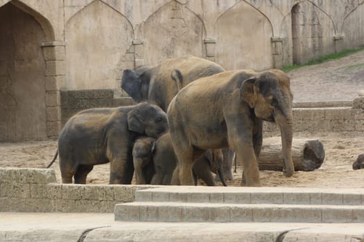 A bunch of elephants