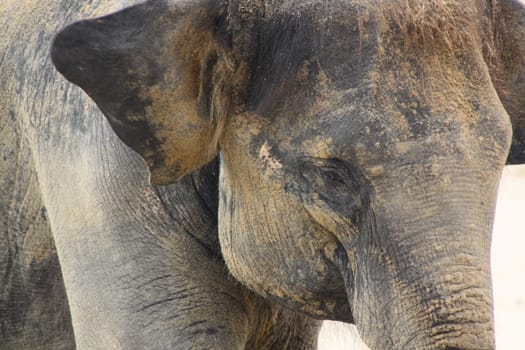 Elephant Head