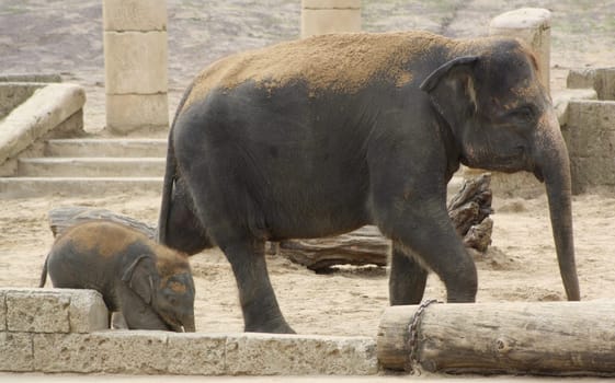 Elephant mom with baby