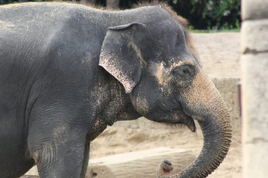 Young elephant