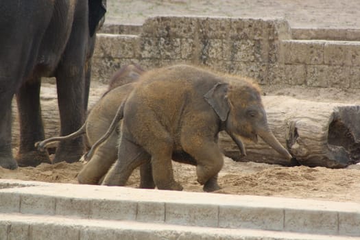 Elephant Babies