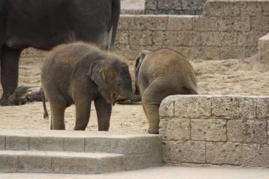 Two elephant babies playing