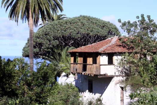1000-year-old dragon tree