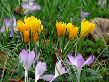 Spring