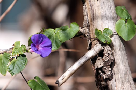 Morning glory